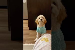 🐶Check Out These Funny Dogs & Cute Pets Viral Videos😂| Animals LOL Moments #funnyanimals #funnydogs