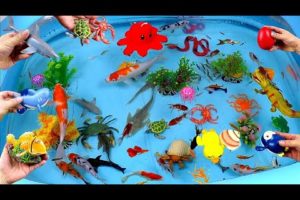 Collection of Cute Animals, Sea Animals, Sharks, Goldfish, Swordfish, Crab, Turtle, Octopus, Duck