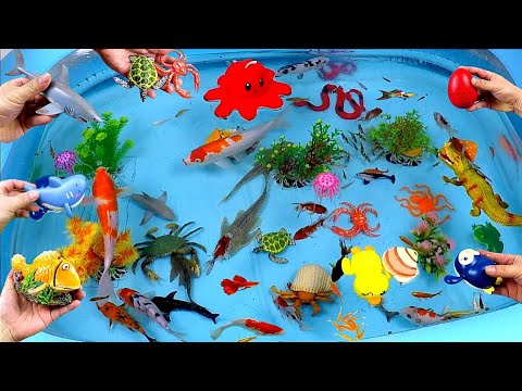 Collection of Cute Animals, Sea Animals, Sharks, Goldfish, Swordfish, Crab, Turtle, Octopus, Duck