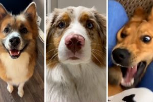 Compilation of the Cutest Doggos! 🤣🐶 Who doesn't love watching cute Dogs? 🤩