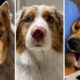 Compilation of the Cutest Doggos! 🤣🐶 Who doesn't love watching cute Dogs? 🤩