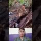Couple_Rescues_Hound_Stuck_Inside_Dead_Tree/Dog rescue_#rescue_#shorts