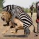 Craziest Animal Fights Caught on Camera 2023