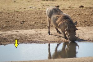 Crocodile Attack  Warthog Drinking - Animal Fighting | ATP Earth