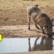 Crocodile Attack  Warthog Drinking - Animal Fighting | ATP Earth