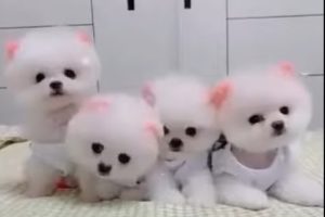 Cute Baby Dogs,  Videos  Compilation cutest moment of  Cutest Puppies