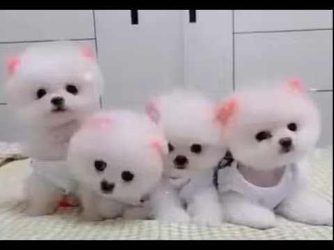 Cute Baby Dogs,  Videos  Compilation cutest moment of  Cutest Puppies