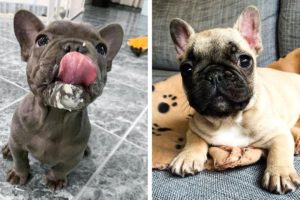😍Cute Bull Will Make Your Day So Much Better 🐶| Cute Puppies