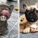 😍Cute Bull Will Make Your Day So Much Better 🐶| Cute Puppies