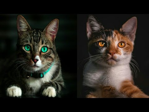😆Cute Cats🐹funny cat playing with music instruments,funny cat video compilation😂 #Shorts