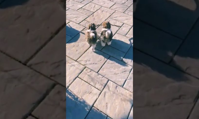 Cute Puppies Share A Stick