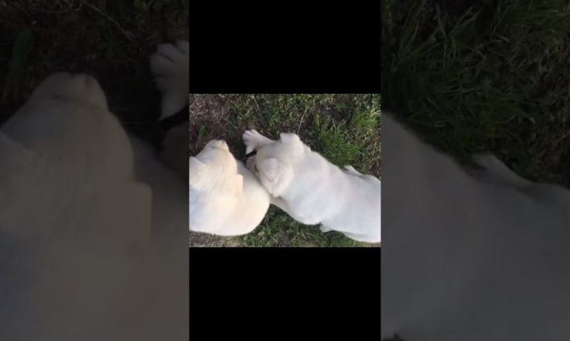 Cute Puppies wants to play with me 🐩 😍 #shorts #youtube #video #trending #dogs #pets #puppy