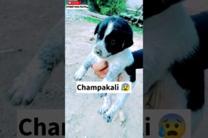 Cute Puppy चला गया 😓 | #81 | #shorts #minivlog #vlog #dog