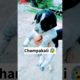 Cute Puppy चला गया 😓 | #81 | #shorts #minivlog #vlog #dog