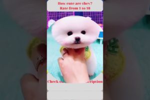 Cute and funny puppies 3