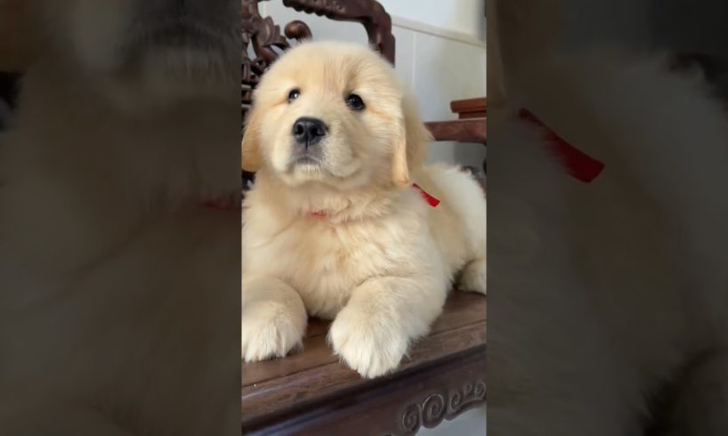 Cute baby dog Puppy= don't Subscribe me kindly only like this video😒 #dog