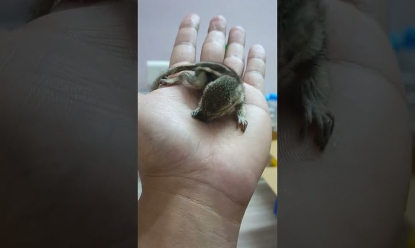Cute baby squirrel 🐿️😍 rescued #shorts #traveler #rescue