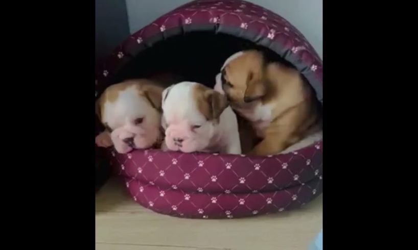 Cute puppies😍😍😍 #cute #funny #funnyshorts