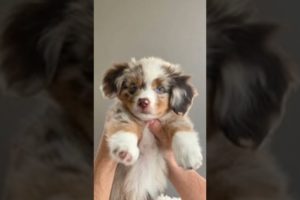 Cute puppies edits 🥺🥰🐶          ⚠️ cuteness ⚠️