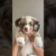 Cute puppies edits 🥺🥰🐶          ⚠️ cuteness ⚠️