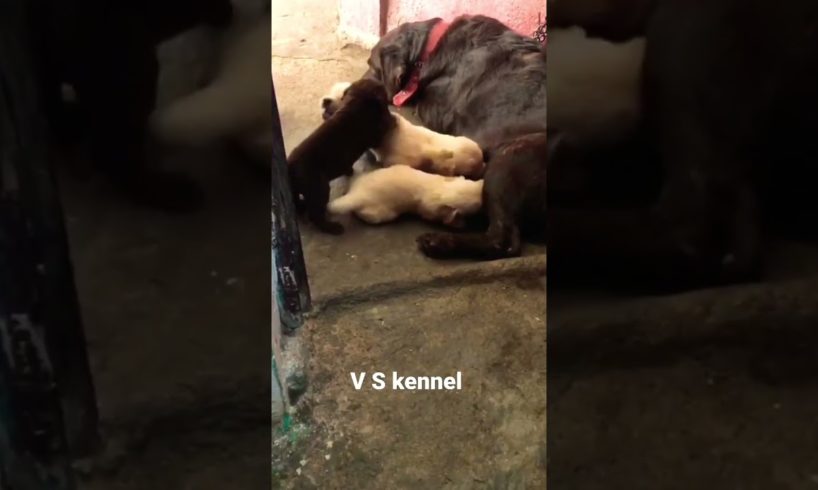 Cute puppies fight 😉🥰 #trending #viral #dogs_official #shorts #fight