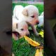 Cute puppies in the World || Why Baby Dogs - Cute #shortsvideo #ytshorts #viral
