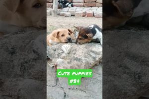 Cute puppies 💞💞 / puppy #shorts #viral