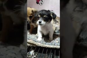 Cute puppies, some of them are so timid