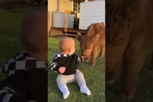 Cutest Babies Play With Animals 🤣😂👏❤️