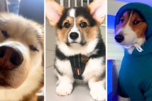 Cutest DOGS Compilation! 🐶 (Happy Doggos)