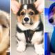 Cutest DOGS Compilation! 🐶 (Happy Doggos)