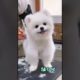 Cutest Puppies | Cute puppy #shorts #youtubeshorts #shortsviral #puppies #puppy