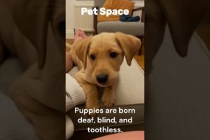 Cutest Puppies Ever: You Won't Be Able to Resist Their Cuteness #shorts #pets #dog