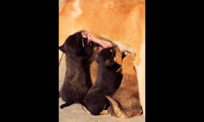 Cutest Puppies having milk from kind mother #shorts #cutestpuppy #cutestpuppies #doglover