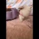 Cutest Puppies is the world #shortvideo
