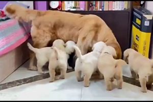 Cutest Puppies l  Pure Breed Quality Puppy l All Breeds - Home Delivery l Mr. Ray Rohan 93302 29005