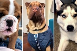 Cutest Puppies on YouTube! 🐶 Prepare To Go 'Awww' 🐶