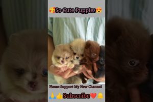 Cutest Puppies video Compilation #shorts #shortsvideo #youtubeshorts #funny #trending #viral