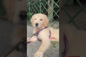 Cutest Puppy is always alert 😲 #goldenretriever #puppy #dog #puppies