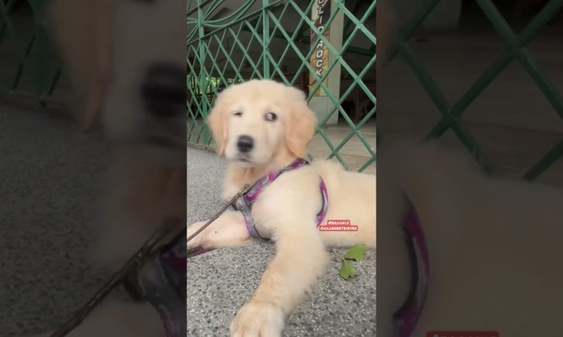 Cutest Puppy is always alert 😲 #goldenretriever #puppy #dog #puppies