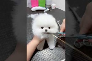 Cutest Puppy | #shorts #youtubeshorts #youtube #ytshorts #puppy