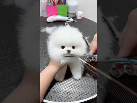 Cutest Puppy | #shorts #youtubeshorts #youtube #ytshorts #puppy