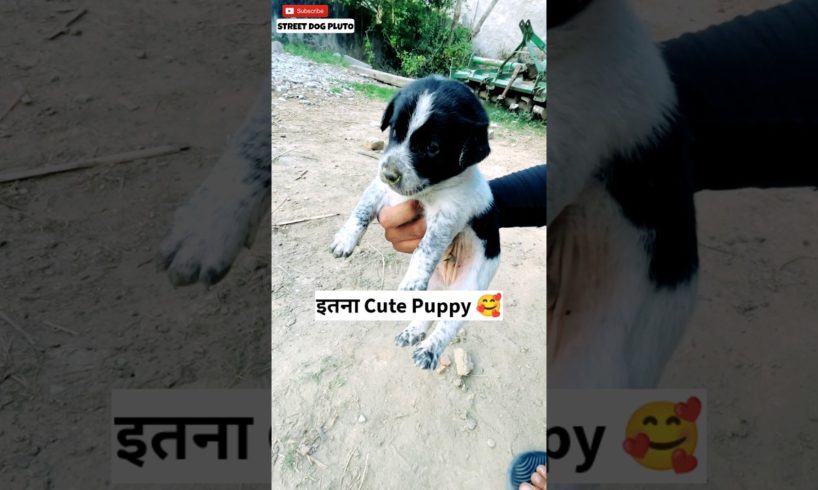 Cutest Street Puppies Ever 🥰 | #66 | #shorts #minivlog #vlog #dog