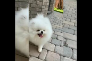 Cutest baby puppies 👿😀#shorts #youtube #viral #video