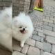 Cutest baby puppies 👿😀#shorts #youtube #viral #video