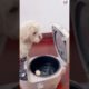 Cutest dogs | Cutest dog in the world | #ytshorts #shorts #viralvideo