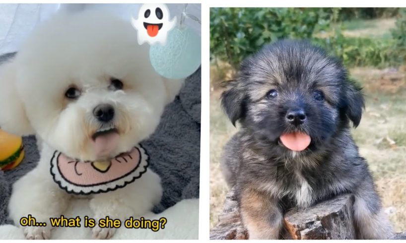 Cutest puppies🐶  Little & cute puppy #02