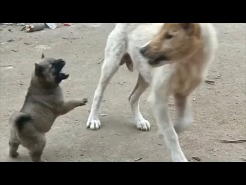Cutest puppies🐶 Little & cute puppy #03
