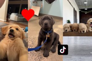 Cutest puppies on TikTok 🐶😍