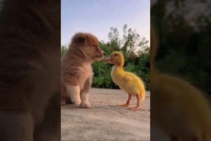 Cutest puppy and friend #cuteanimals #funny #lovely #puppies